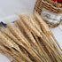 Wheat Stalks, 100Pcs Natural Ear of Wheat Grain Flowers for Home Dining Table Arrangement Flower Art Wedding Decoration...