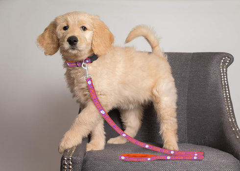 Pets First NCAA Clemson Tigers Pet Leash, Small...