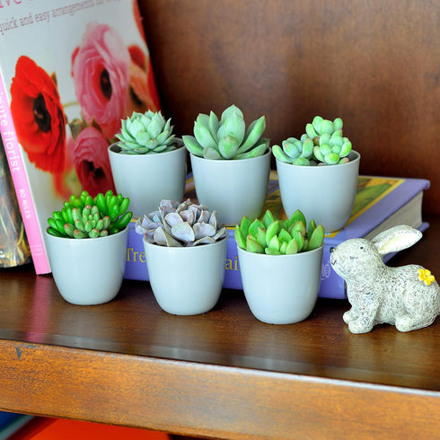 Youngever 24 Pack 5CM Mini Plastic Planters, Indoor Flower Plant Pots, Grey Gardening Pot with Drainage - NO Plant Included (Modern)...