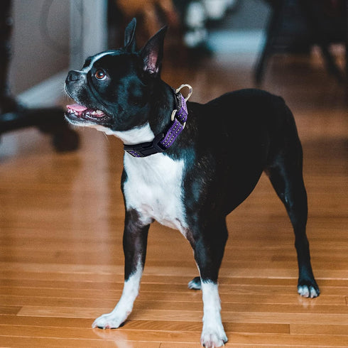 Martingale Collar for Dogs Reflective Nylon Dog Collar with Quick Release Buckle Adjustable Training No Slip Dog Collar (Medium, Purple)...