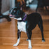 Martingale Collar for Dogs Reflective Nylon Dog Collar with Quick Release Buckle Adjustable Training No Slip Dog Collar (Medium, Purple)...