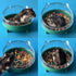 Hamster Food Bowl, Elevated Tilted Pet Feeder, Reduces Neck Strain, Suitable for Dwarf Hamsters, Gerbils, Mice, Puppies, and Other Small Animals...