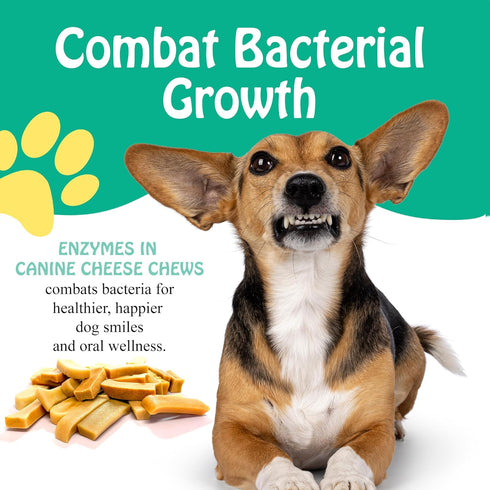 PIMA - Canine Cheese Chews, Natural Yak Chews for Dogs 35 lbs or Smaller, Lactose-Free Yak Cheese Dog Chews, Long Lasting Dog Chews with Protein a...
