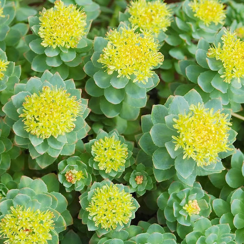 Rhodiola Rosea Seeds Roseroot Stonecrop Perennial Fragrant Edible Cooking GMO Free Drought Tolerant Self-Sow Low Maintenance Patio Borders Outdoor...