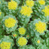 Rhodiola Rosea Seeds Roseroot Stonecrop Perennial Fragrant Edible Cooking GMO Free Drought Tolerant Self-Sow Low Maintenance Patio Borders Outdoor...