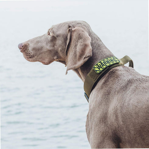 Tough Dog Collars, Tactical Dog Collar with Handle, Milltary Adjustable Dog Collar with Heavy Duty Metal Buckle for Training (Large(Pack of 1), Gr...