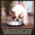 Iconic Pet Set of 2 Stainless Steel Anti-Skid Slow Feed Bowls for Small Dogs (12 oz) - Ideal for Food and Water, Durable Design with Raised Center...