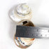 2PC Sarmaticus Turbo & White Pearled Turbo Shell,Hermit Crab Shell,Turbo Shells Hermit Crab Supplies for Decor 2.5"~ 3" Inch...