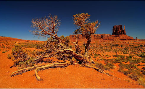 Reptile Habitat Background Desert Canyon Gig Stones Gobi Background Monument Valley Terrarium Background Old Tree Desert Tank Wallpaper Aquarium B...