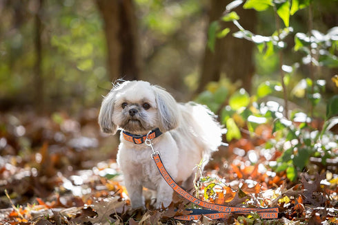 Pets First Collegiate Pet Accessories, Dog Leash, Auburn Tigers, Large...