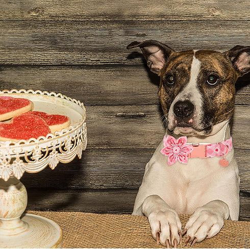 Valentine’s Day Dog Collar with Flower, Valentine Flower Collar Puppy Girl Dog or Cat, Valentine’s Day & Wedding Gift Pet Collar, Cotton Plaid Col...
