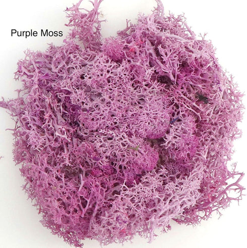 9 OZ Preserved Moss, Natural Live Moss, Fake Moss for Potted Plants, Spanish Moss for Terrariums Gardening Art, Vase Fillers, Craft Floral Wall, W...