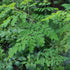 Earthborn Elements Moringa 200 Capsules, Pure & Undiluted, No Additives...