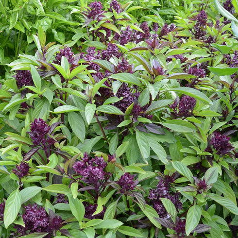 CHUXAY GARDEN Siam Queen Thai Basil Seed 30 Seeds Ocimum Basilicum Herb Plant Edible Slightly Spicy Basil Perennial Seasoning Culinary Plants...