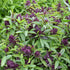 CHUXAY GARDEN Siam Queen Thai Basil Seed 30 Seeds Ocimum Basilicum Herb Plant Edible Slightly Spicy Basil Perennial Seasoning Culinary Plants...