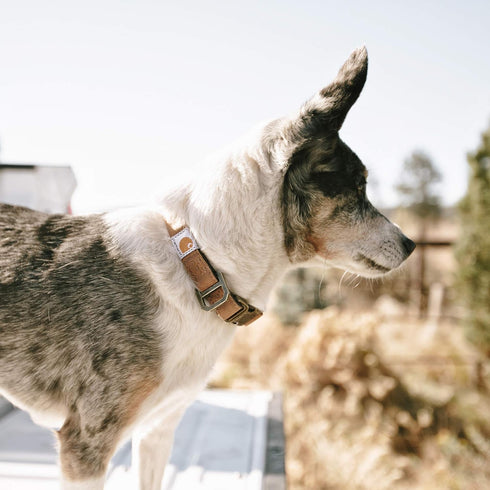 Carhartt Nylon Duck Dog Collar Carhartt Brown/Dark Brown Medium...