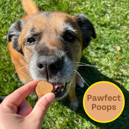 Peanut Butter, Cricket, Pumpkin Gut Health Dog Treats (5oz, 2-Pack) | Limited Ingredients, Hypoallergenic, Natural Prebiotic | Pet Superfood Train...