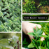 Sow Right Seeds - Marjoram Seeds for Plantin - Non-GMO Heirloom Packet with Instructions to Grow A Beautiful Herb Garden - Plant Indoors and Outdo...