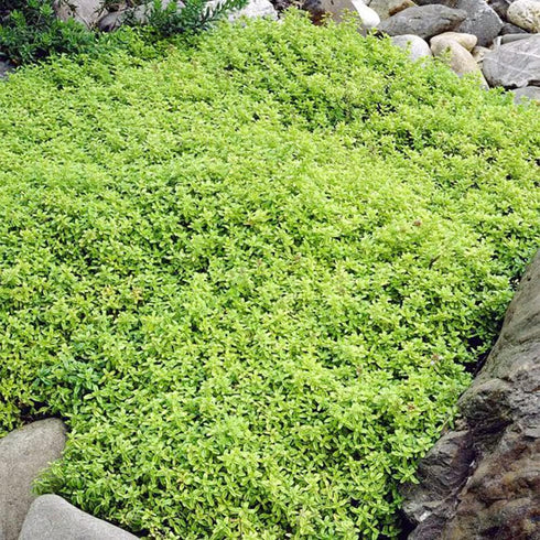 QAUZUY GARDEN 1000 Seeds Lemon Thyme Thymus Citriodorus Herb Flower Seeds Non-GMO Seeds Fast Growing & Maintain...