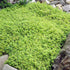 QAUZUY GARDEN 1000 Seeds Lemon Thyme Thymus Citriodorus Herb Flower Seeds Non-GMO Seeds Fast Growing & Maintain...