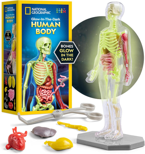 National Geographic Human Body Model for Kids That Glows in The Dark - 32-Piece Interactive Anatomy Model with Bones, Organs, Muscles, Stand, Forc...