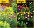 Sensor Brite Solar Garden Lights, Adjustable Firefly Lights with 10-Hour Illumination, Auto ON/Off Outdoor Garden Lights, Easy Install LED Light P...