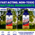 2 Reusable Fly Traps Outdoor Fly Traps with 4 Natural Fly Magnet Bait Refill. Flies Trap Outdoor Reusable Fly Trap Jar Fly Trap Fly Catchers Outdo...