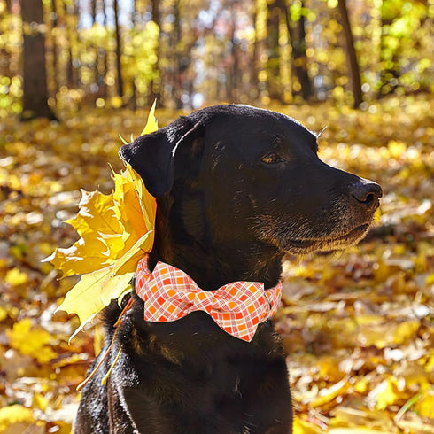 Fall Boy Dog Collar Bow Tie, Orange Striped Plaid Male Dog Collar with Safety Metal Buckle Adjustable Big Collars for Small Medium Large Dog,X-Lar...