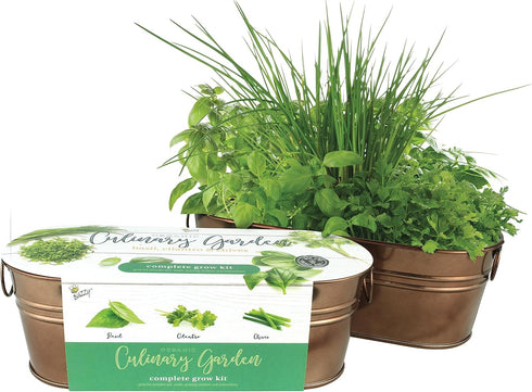 BUZZY Organic Windowsill Grow Kit, Copper Culinary Garden: Basil, Cilantro, and Chives, Best Gardening Gifts, Parties, Unique, Growth Guaranteed, ...