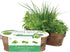 BUZZY Organic Windowsill Grow Kit, Copper Culinary Garden: Basil, Cilantro, and Chives, Best Gardening Gifts, Parties, Unique, Growth Guaranteed, ...