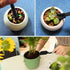 12 Pcs Succulent Tools Set Mini Transplanting Garden Tools Kit for Indoor Gardening Flower Pot Cactus Care...