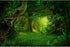 Aquarium Background Tropical Jungle Lush Rainforest Terrarium Background Huge Trees Moss Deep Jungle Reptile Habitat Backdrops Fish Tank Aquarium ...