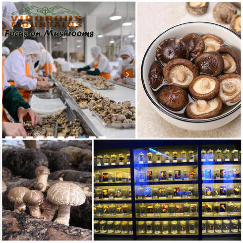 VIGOROUS MOUNTAINS Dried Shiitake Mushrooms for Cooking, 2-3CM Dehydrated Mushrooms, Dry Fresh Vegan No Fumigation Sulfur (1.5Oz)...