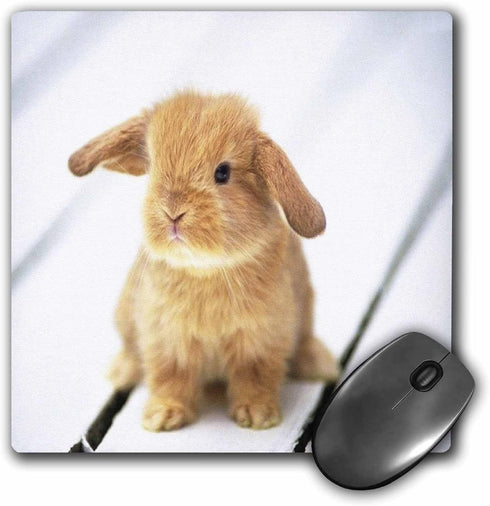 3dRose LLC 8 x 8 x 0.25 Inches Mouse Pad, Adorable Barbara Bunny Rabbit (mp_55173_1)...