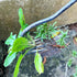 New Weeding Artifact Uprooting Weeding Tool Length of 14.37in Stainless Steel Multifunctional 4 Teeth Weeder for Easy Weed Removal in Garden, Yard...