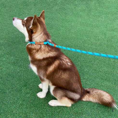 5 FT Slip Lead Dog Leash, Heavy Duty Rope Leash for Small Medium Large Dogs, No Pull Training Lead with Reflective Thread, Strong Comfortable Loop...