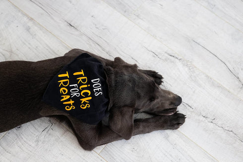 Pearhead Trick or Treat Bandana, Fall Holiday Dog Apparel, Halloween Dog Costume, Dog Slip On Collar Accessories, Small/Medium, S/M...