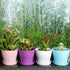 TDHDIKE 10 Pcs Plastic Planters Indoor Flower Plant Pots, Mini Flower Seedlings Nursery Pot/Planter/Flower Pot with Pallet, Modern Decorative Gard...