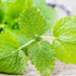 CHUXAY GARDEN Melissa Officinalis Seed 300 Seeds Perennial Herb Plant Lemon Balm Edible Seasoning Culinary Plants Robust Flavor Highly Fragrant Gr...