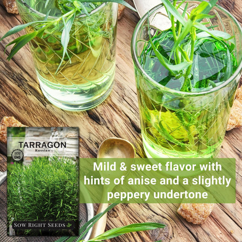 Sow Right Seeds - Russian Tarragon Seeds for Planting - Little Dragon - Non-GMO Heirloom Packet with Instructions for Planting a Beautiful Herb Ga...