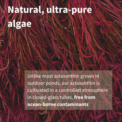 Astaxanthin Complex, Natural Algae Antioxidant for Eyes, Skin & Joints, 90 Vegan Astaxanthin Natural Softgels, Non-GMO 42 mg Astapure Providing H....