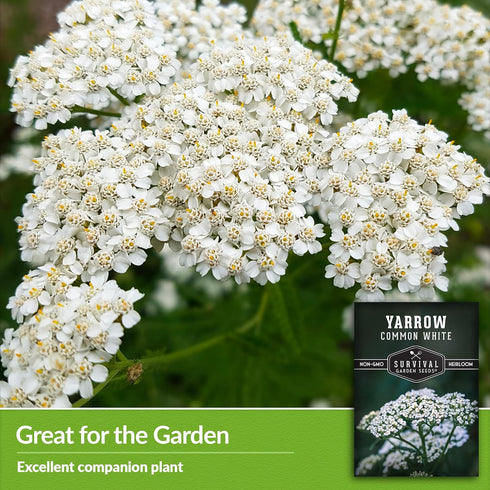 White Yarrow Seeds for Planting - 1 Packet with Instructions to Plant and Grow Beneficial Flowering Herbs in Your Home Vegetable Garden - Non-GMO ...