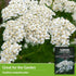 White Yarrow Seeds for Planting - 1 Packet with Instructions to Plant and Grow Beneficial Flowering Herbs in Your Home Vegetable Garden - Non-GMO ...