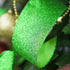 MEEDEE Lime Green Ribbon Green Glitter Ribbon 2.5 Inch Lime Green Wired Ribbon by 25 Yards Lime Green Christmas Ribbon Lime Green Ribbon for Chris...