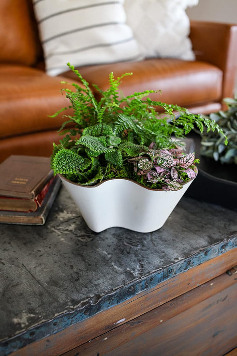 The HC Companies 8 Inch Venus Succulent Planter - Unique Decorative Shallow Plastic Plant Pot with Drainage, Artisan Taupe...