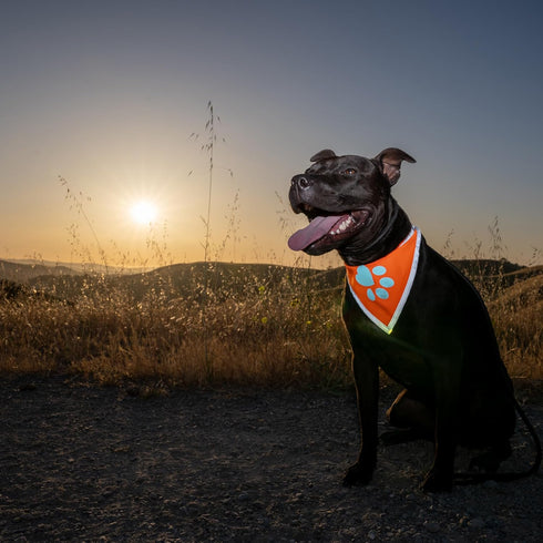 Orange Dog Bandana. Hi-Visibility Reflective Blaze Orange Velcro Bandana for Large and Small Pets. Safety Accessories for Walking, Camping, and Of...