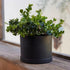 Bloem Mathers Round Planter with Saucer Tray: 6" - Black - Modern Design, Durable Plastic Pot, Removable Saucer, for Indoor & Outdoor Use, Gardeni...