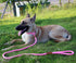lynxking Dog Leash Slip Lead 5 6 8 FT Dog Training Leash Strong Heavy Duty Braided No Pull Training Lead Leashes for Small Medium Large Dogs...