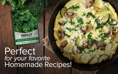 Gardeners Basics, Curled Parsley Seeds for Planting Indoors and Outdoors Heirloom, Open-Pollinated, Non-GMO Curly Herb Variety- Great for Home Gar...