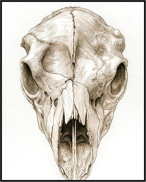 Posterizer 1 pcs-cow or bison skull art illustration 3-Gothic Art-Gift for Men Women Teens-Living Room Bedroom Decor- unframed wall art...